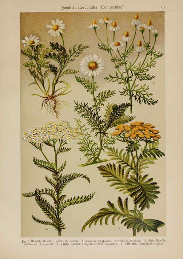 Reproducción/Reproduction 6425023905: Hoffmann-Dennert botanischer Bilderatlas Suttgart,Schweizerbart,1911
