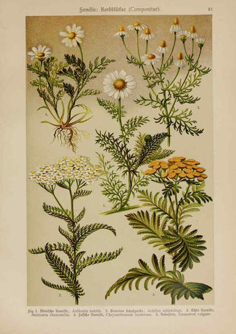 Reproducción/Reproduction 6425023905: Hoffmann-Dennert botanischer Bilderatlas Suttgart,Schweizerbart,1911