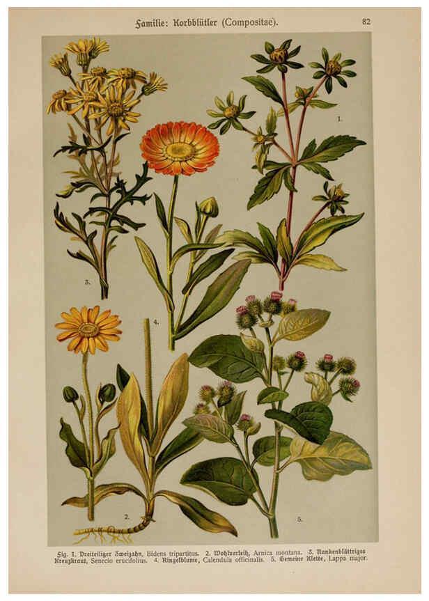 Reproducción/Reproduction 6425024323: Hoffmann-Dennert botanischer Bilderatlas Suttgart,Schweizerbart,1911