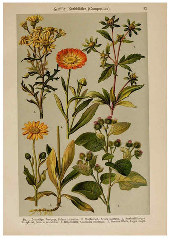 Reproducción/Reproduction 6425024323: Hoffmann-Dennert botanischer Bilderatlas Suttgart,Schweizerbart,1911