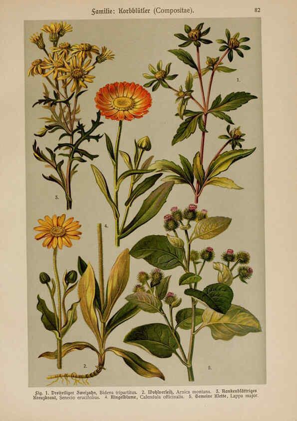 Reproducción/Reproduction 6425024323: Hoffmann-Dennert botanischer Bilderatlas Suttgart,Schweizerbart,1911