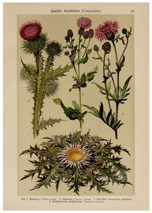 Reproducción/Reproduction 6425024901: Hoffmann-Dennert botanischer Bilderatlas Suttgart,Schweizerbart,1911