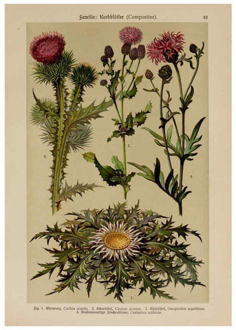Reproducción/Reproduction 6425024901: Hoffmann-Dennert botanischer Bilderatlas Suttgart,Schweizerbart,1911