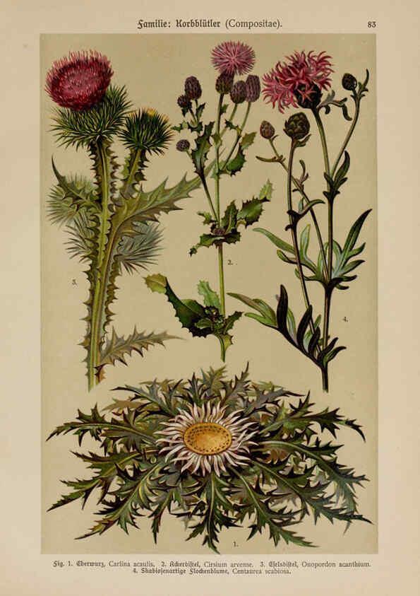 Reproducción/Reproduction 6425024901: Hoffmann-Dennert botanischer Bilderatlas Suttgart,Schweizerbart,1911