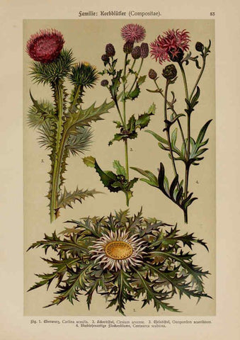 Reproducción/Reproduction 6425024901: Hoffmann-Dennert botanischer Bilderatlas Suttgart,Schweizerbart,1911