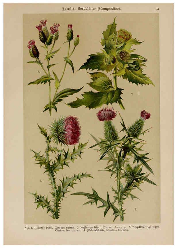 Reproducción/Reproduction 6425025447: Hoffmann-Dennert botanischer Bilderatlas Suttgart,Schweizerbart,1911