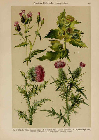 Reproducción/Reproduction 6425025447: Hoffmann-Dennert botanischer Bilderatlas Suttgart,Schweizerbart,1911