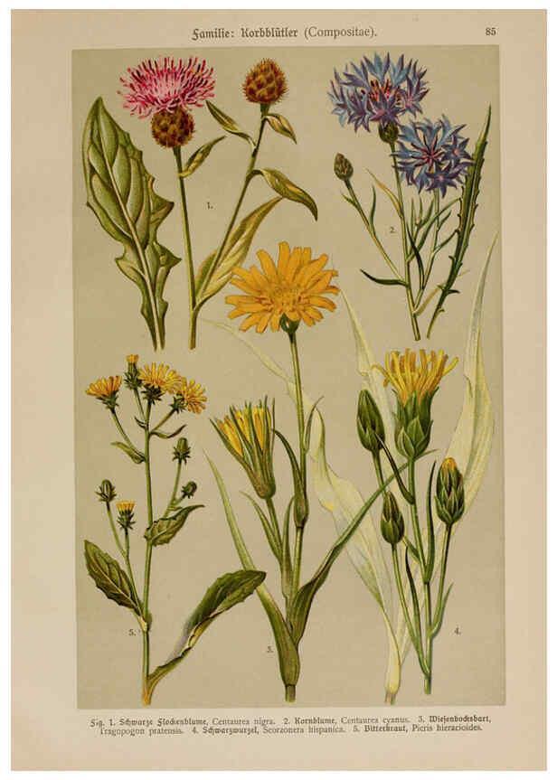 Reproducción/Reproduction 6425025879: Hoffmann-Dennert botanischer Bilderatlas Suttgart,Schweizerbart,1911