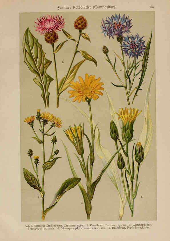 Reproducción/Reproduction 6425025879: Hoffmann-Dennert botanischer Bilderatlas Suttgart,Schweizerbart,1911