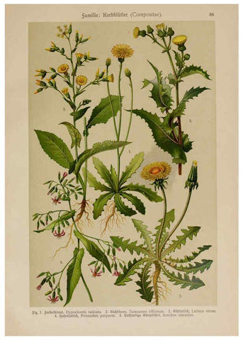 Reproducción/Reproduction 6425026295: Hoffmann-Dennert botanischer Bilderatlas Suttgart,Schweizerbart,1911