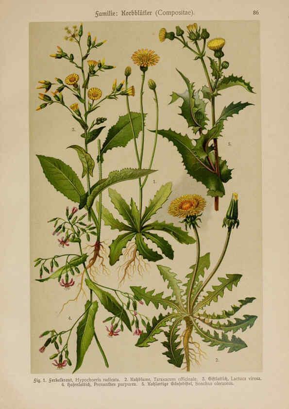 Reproducción/Reproduction 6425026295: Hoffmann-Dennert botanischer Bilderatlas Suttgart,Schweizerbart,1911