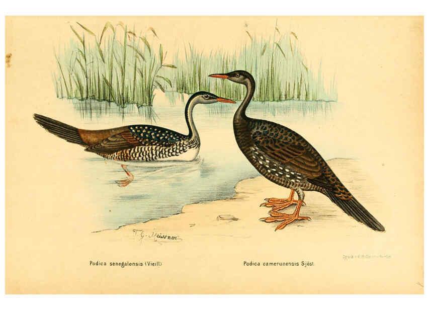 Reproducción/Reproduction 6425130793: Die Vögel Afrikas. atlas. Neudamm,J. Neumann,1900-05