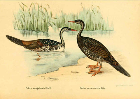 Reproducción/Reproduction 6425130793: Die Vögel Afrikas. atlas. Neudamm,J. Neumann,1900-05