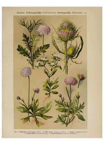 Reproducción/Reproduction 6425021019: Hoffmann-Dennert botanischer Bilderatlas Suttgart,Schweizerbart,1911