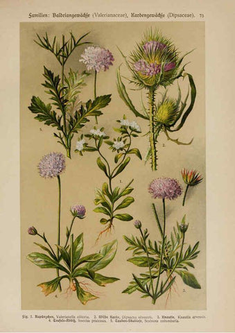 Reproducción/Reproduction 6425021019: Hoffmann-Dennert botanischer Bilderatlas Suttgart,Schweizerbart,1911