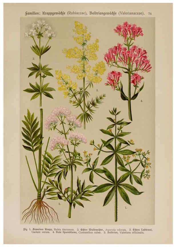 Reproducción/Reproduction 6425020709: Hoffmann-Dennert botanischer Bilderatlas Suttgart,Schweizerbart,1911
