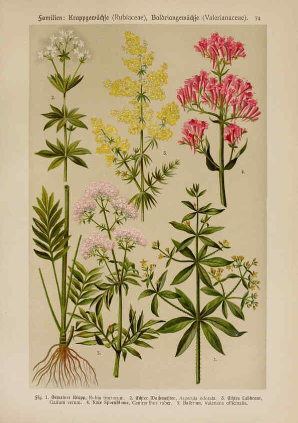 Reproducción/Reproduction 6425020709: Hoffmann-Dennert botanischer Bilderatlas Suttgart,Schweizerbart,1911