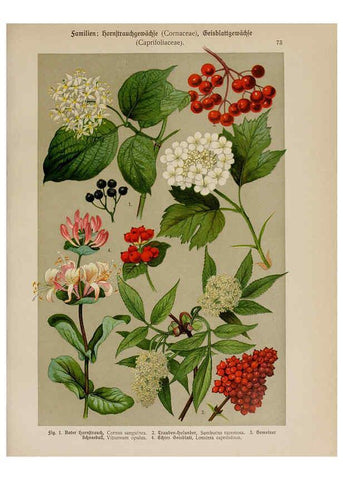 Reproducción/Reproduction 6425020309: Hoffmann-Dennert botanischer Bilderatlas Suttgart,Schweizerbart,1911