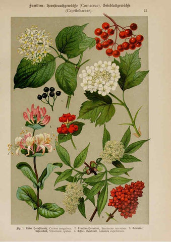 Reproducción/Reproduction 6425020309: Hoffmann-Dennert botanischer Bilderatlas Suttgart,Schweizerbart,1911