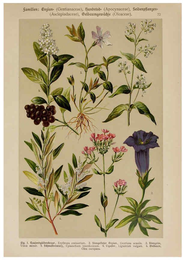 Reproducción/Reproduction 6425019811: Hoffmann-Dennert botanischer Bilderatlas Suttgart,Schweizerbart,1911
