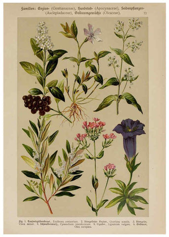 Reproducción/Reproduction 6425019811: Hoffmann-Dennert botanischer Bilderatlas Suttgart,Schweizerbart,1911