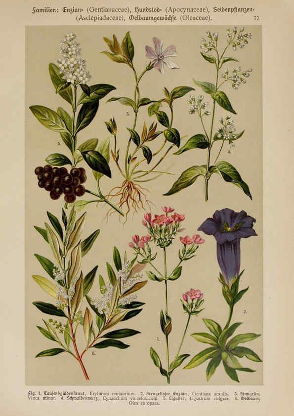 Reproducción/Reproduction 6425019811: Hoffmann-Dennert botanischer Bilderatlas Suttgart,Schweizerbart,1911