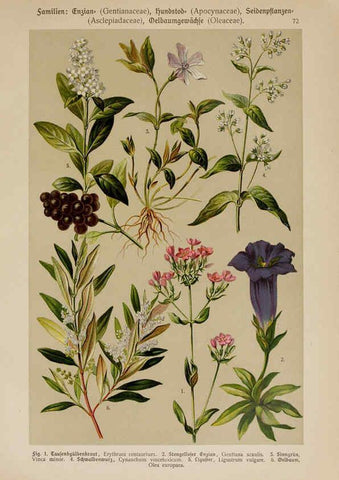 Reproducción/Reproduction 6425019811: Hoffmann-Dennert botanischer Bilderatlas Suttgart,Schweizerbart,1911