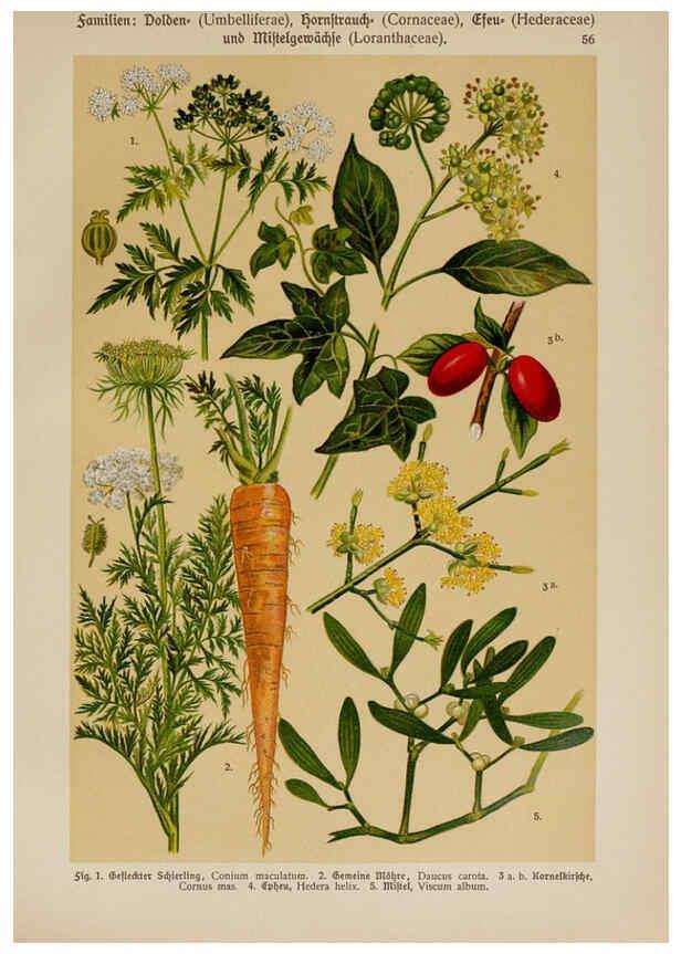 Reproducción/Reproduction 6425010139: Hoffmann-Dennert botanischer Bilderatlas Suttgart,Schweizerbart,1911