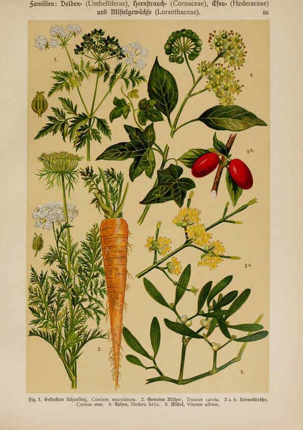 Reproducción/Reproduction 6425010139: Hoffmann-Dennert botanischer Bilderatlas Suttgart,Schweizerbart,1911