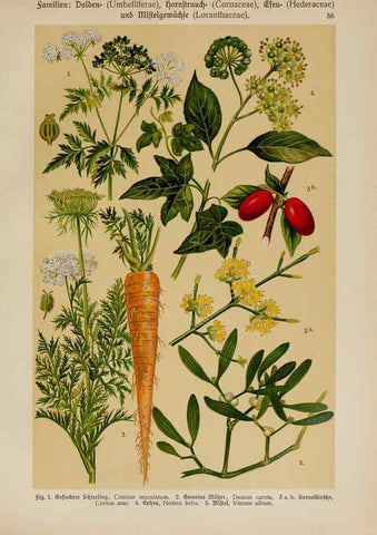 Reproducción/Reproduction 6425010139: Hoffmann-Dennert botanischer Bilderatlas Suttgart,Schweizerbart,1911