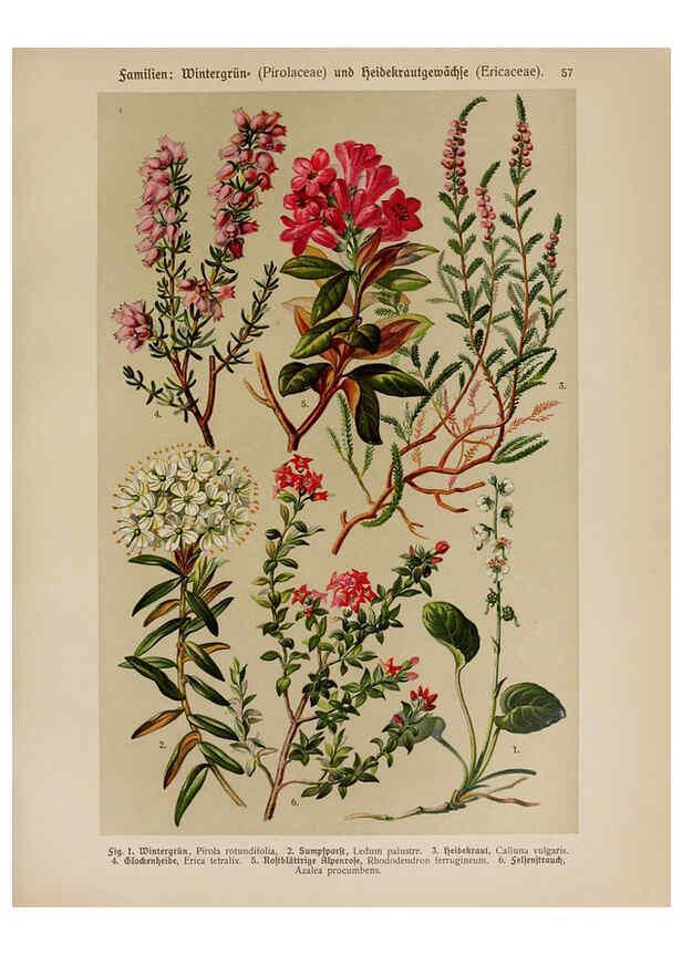 Reproducción/Reproduction 6425011719: Hoffmann-Dennert botanischer Bilderatlas Suttgart,Schweizerbart,1911