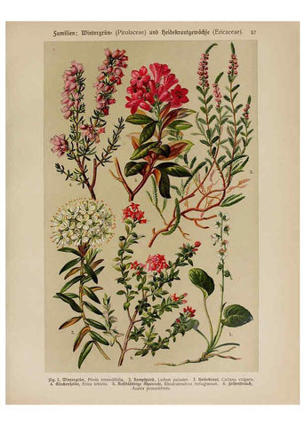 Reproducción/Reproduction 6425011719: Hoffmann-Dennert botanischer Bilderatlas Suttgart,Schweizerbart,1911