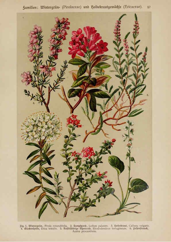 Reproducción/Reproduction 6425011719: Hoffmann-Dennert botanischer Bilderatlas Suttgart,Schweizerbart,1911