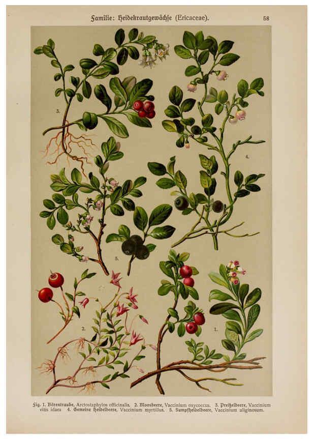 Reproducción/Reproduction 6425012101: Hoffmann-Dennert botanischer Bilderatlas Suttgart,Schweizerbart,1911