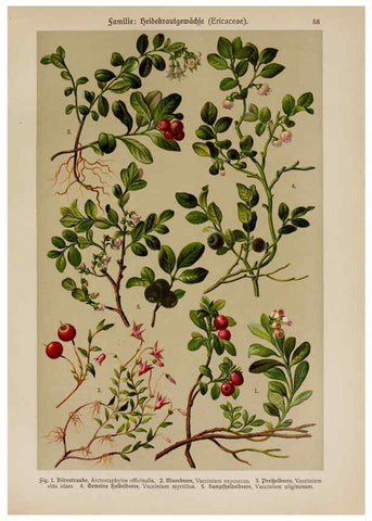 Reproducción/Reproduction 6425012101: Hoffmann-Dennert botanischer Bilderatlas Suttgart,Schweizerbart,1911