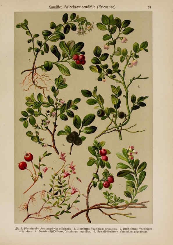 Reproducción/Reproduction 6425012101: Hoffmann-Dennert botanischer Bilderatlas Suttgart,Schweizerbart,1911