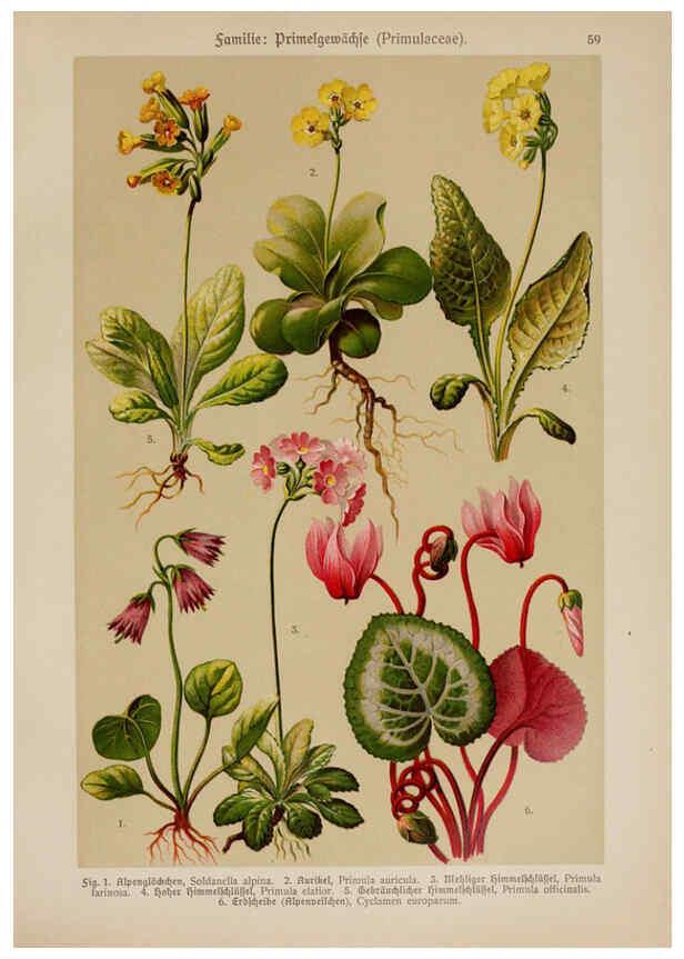 Reproducción/Reproduction 6425012749: Hoffmann-Dennert botanischer Bilderatlas Suttgart,Schweizerbart,1911