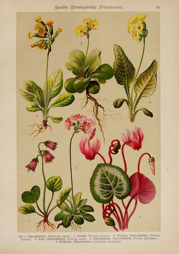 Reproducción/Reproduction 6425012749: Hoffmann-Dennert botanischer Bilderatlas Suttgart,Schweizerbart,1911