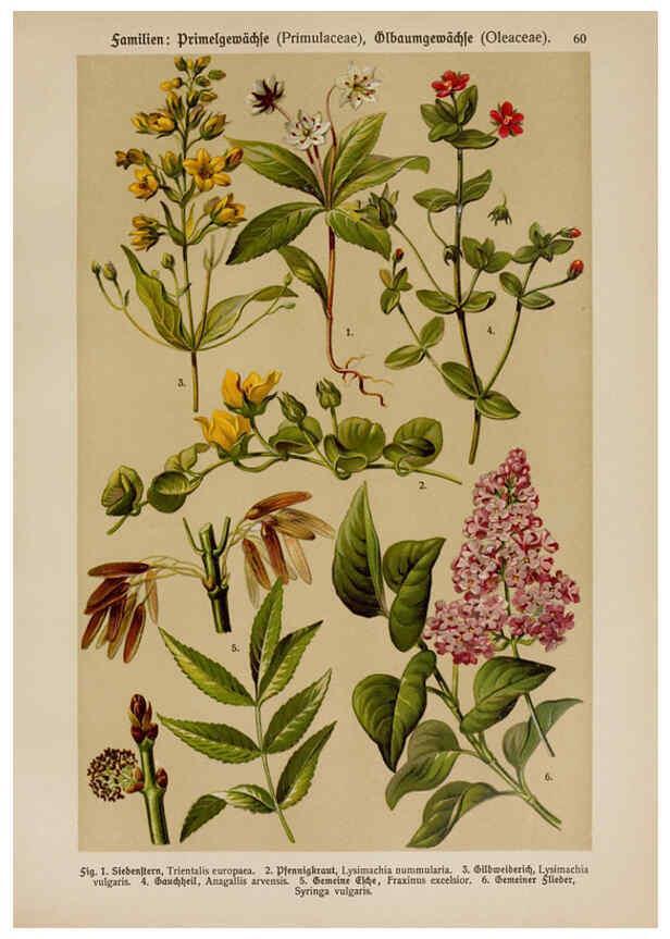 Reproducción/Reproduction 6425013381: Hoffmann-Dennert botanischer Bilderatlas Suttgart,Schweizerbart,1911