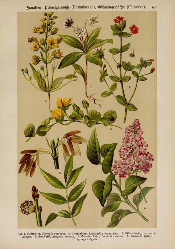Reproducción/Reproduction 6425013381: Hoffmann-Dennert botanischer Bilderatlas Suttgart,Schweizerbart,1911