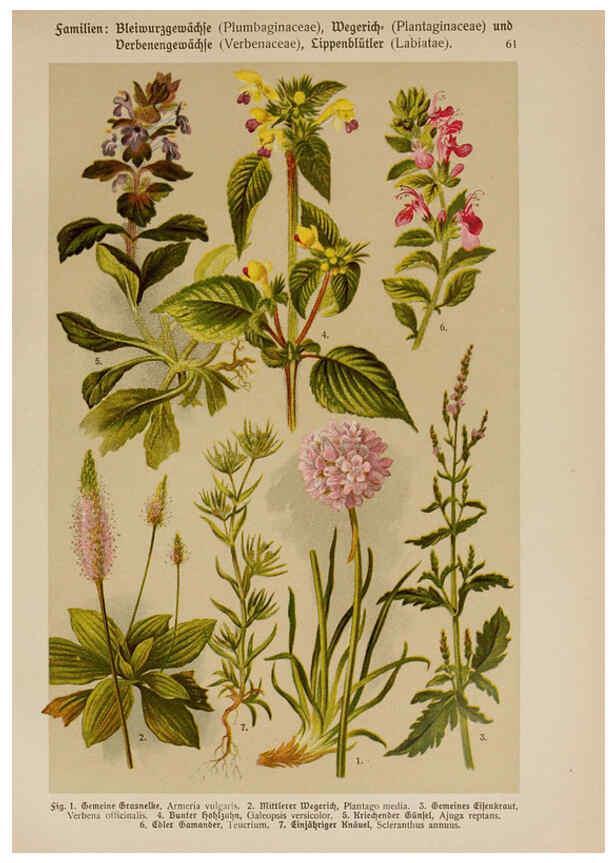 Reproducción/Reproduction 6425013969: Hoffmann-Dennert botanischer Bilderatlas Suttgart,Schweizerbart,1911