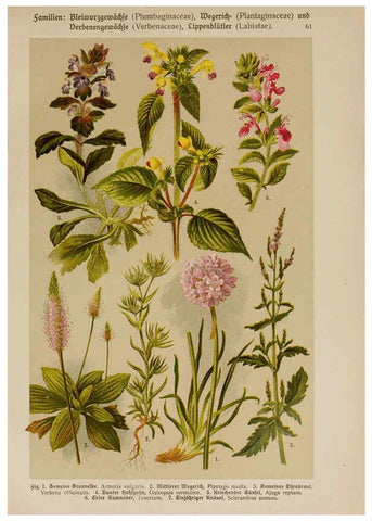 Reproducción/Reproduction 6425013969: Hoffmann-Dennert botanischer Bilderatlas Suttgart,Schweizerbart,1911