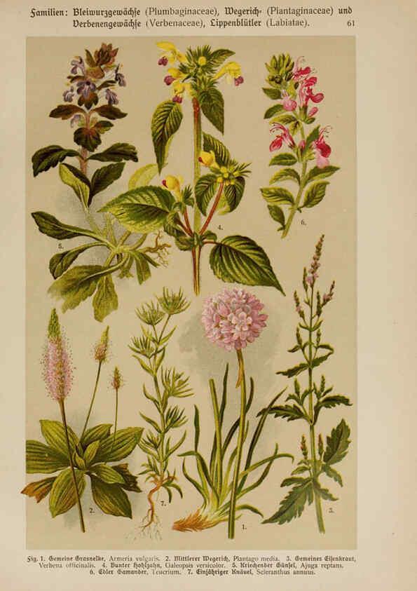 Reproducción/Reproduction 6425013969: Hoffmann-Dennert botanischer Bilderatlas Suttgart,Schweizerbart,1911