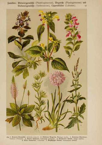 Reproducción/Reproduction 6425013969: Hoffmann-Dennert botanischer Bilderatlas Suttgart,Schweizerbart,1911