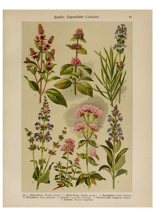 Reproducción/Reproduction 6425014443: Hoffmann-Dennert botanischer Bilderatlas Suttgart,Schweizerbart,1911