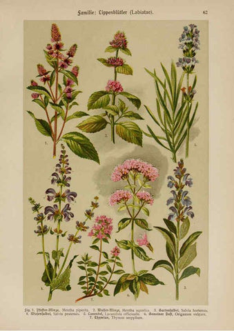 Reproducción/Reproduction 6425014443: Hoffmann-Dennert botanischer Bilderatlas Suttgart,Schweizerbart,1911