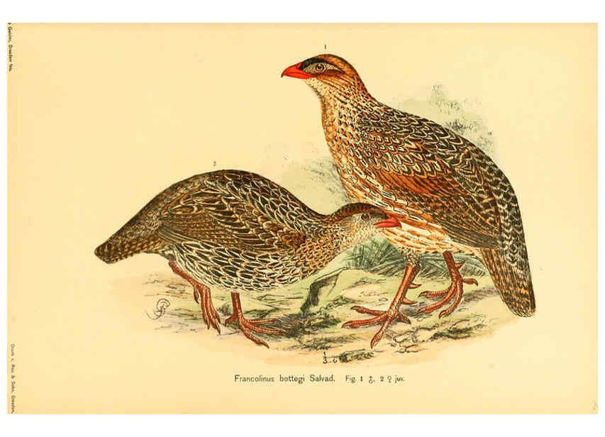 Reproducción/Reproduction 6425131377: Die Vögel Afrikas. atlas. Neudamm,J. Neumann,1900-05