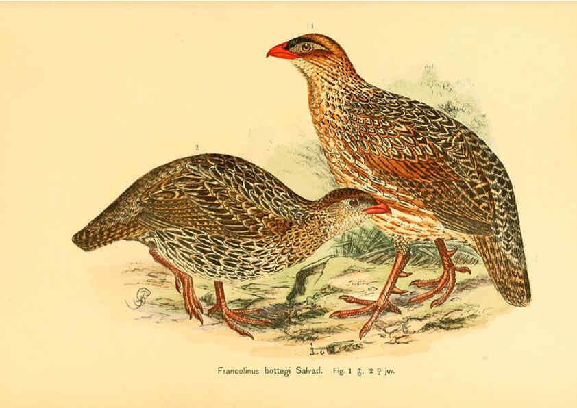 Reproducción/Reproduction 6425131377: Die Vögel Afrikas. atlas. Neudamm,J. Neumann,1900-05