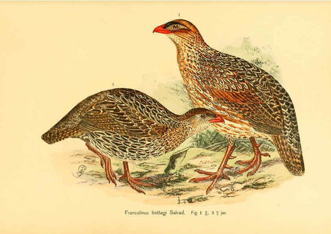 Reproducción/Reproduction 6425131377: Die Vögel Afrikas. atlas. Neudamm,J. Neumann,1900-05
