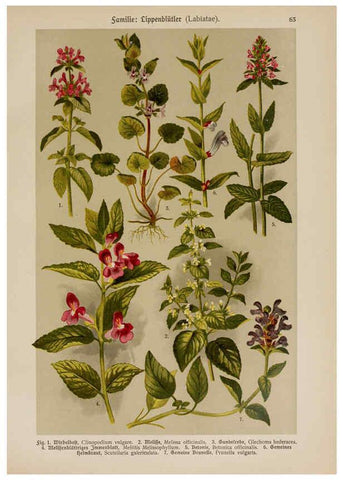 Reproducción/Reproduction 6425015037: Hoffmann-Dennert botanischer Bilderatlas Suttgart,Schweizerbart,1911